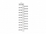 Klemsan: 508003